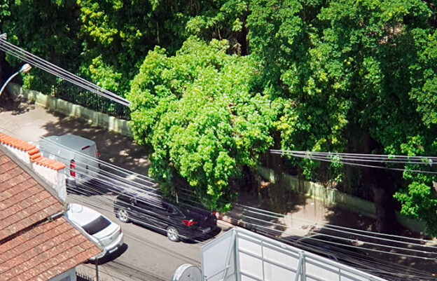 Árvore Rua Lopes Trovão, Niterói