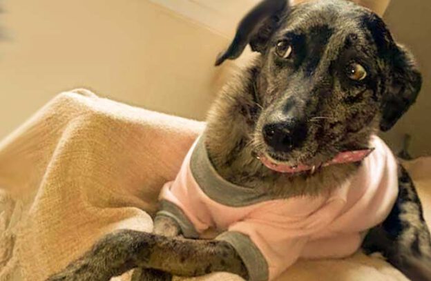 amora, a cadelinha tímida