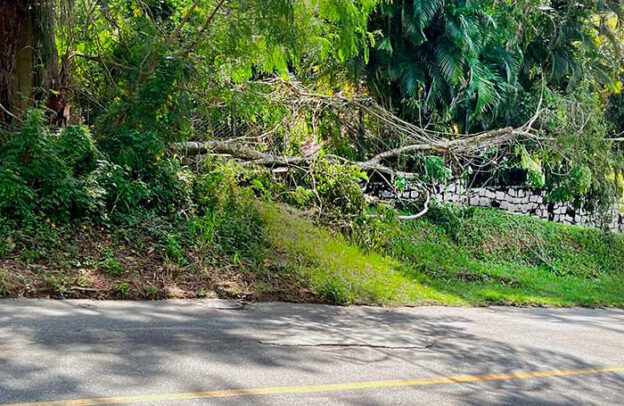 Árvore caída na Vila Progresso, Niterói