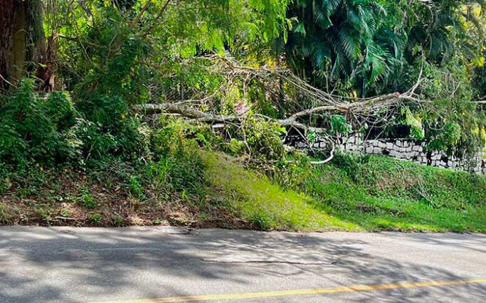 Árvore caída na Vila Progresso, Niterói