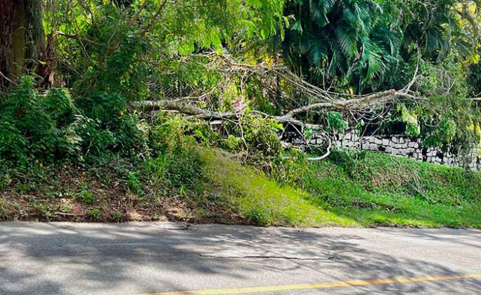 Árvore caída na Vila Progresso, Niterói
