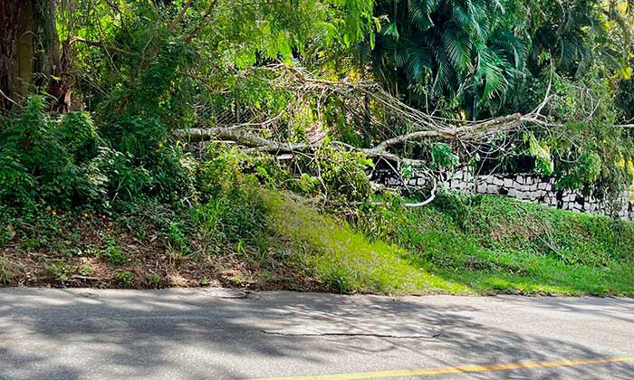 Árvore caída na Vila Progresso, Niterói
