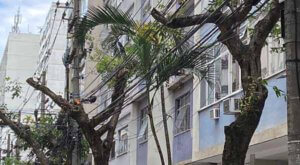 árvores em icaraí