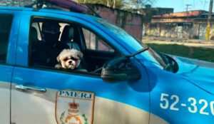 furto de animais