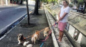 Passeio com cachorros