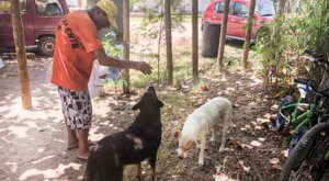 Cães abandonados em Itaipu