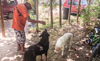 Cães abandonados em Itaipu