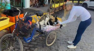 mundo cão