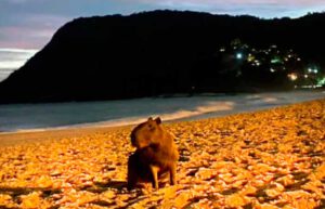 Capivara na praia de Itacoatiara, Niterói