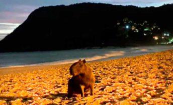 Capivara na praia de Itacoatiara, Niterói