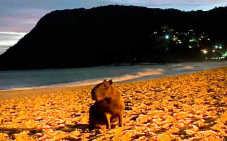 Capivara na praia de Itacoatiara, Niterói