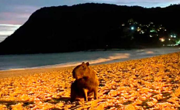 Capivara na praia de Itacoatiara, Niterói