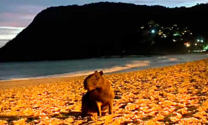 Capivara na praia de Itacoatiara, Niterói