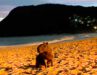 Capivara na praia de Itacoatiara, Niterói