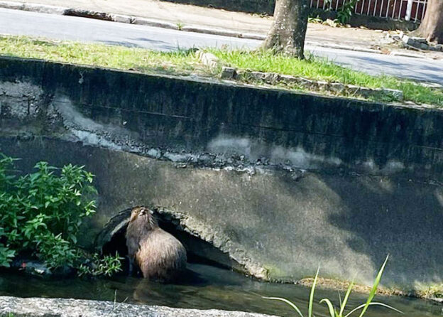 Capivara no canal de São Francisco