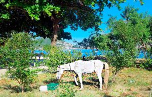 Cavalo em Charitas, Niterói