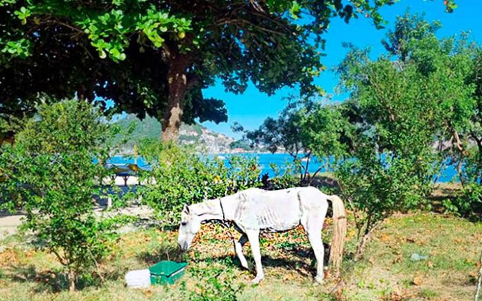 Cavalo em Charitas, Niterói