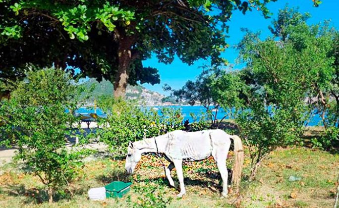 Cavalo em Charitas, Niterói