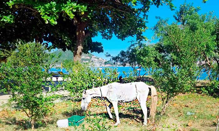 Cavalo em Charitas, Niterói