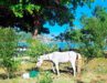 Cavalo em Charitas, Niterói