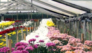 Flores de Friburgo