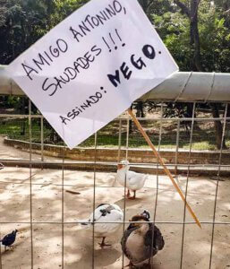 ganso Nego
