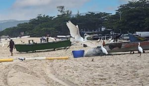 garças e pescadores