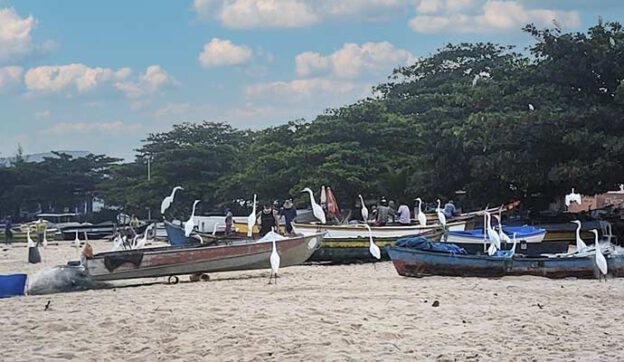 garças e pescadores