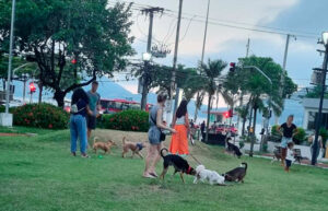Cães no jardim da Reitoria da UFF