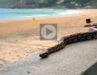Jiboia passeia na Praia de Itacoatiara, Niterói
