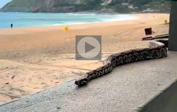 Jiboia passeia na Praia de Itacoatiara, Niterói