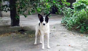 cão fiel