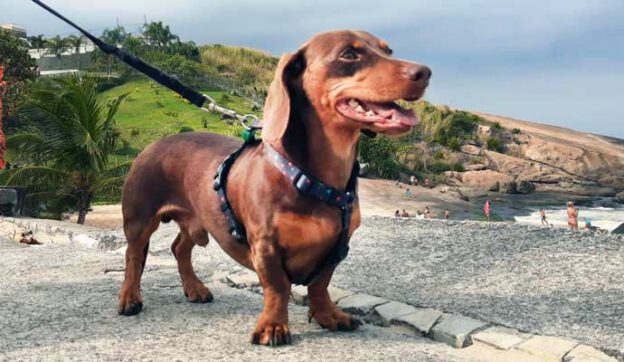 Marrom, basset desaparecido