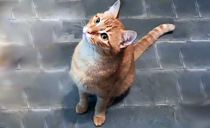Meliante, gatinho