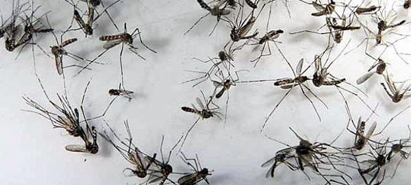Cientistas estudam vacinas contra o zika vírus transmitido pelo aedes aegipty
