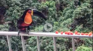 tucano
