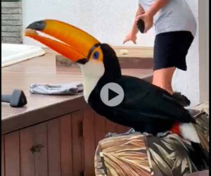 Tucanuçu em Itaipu